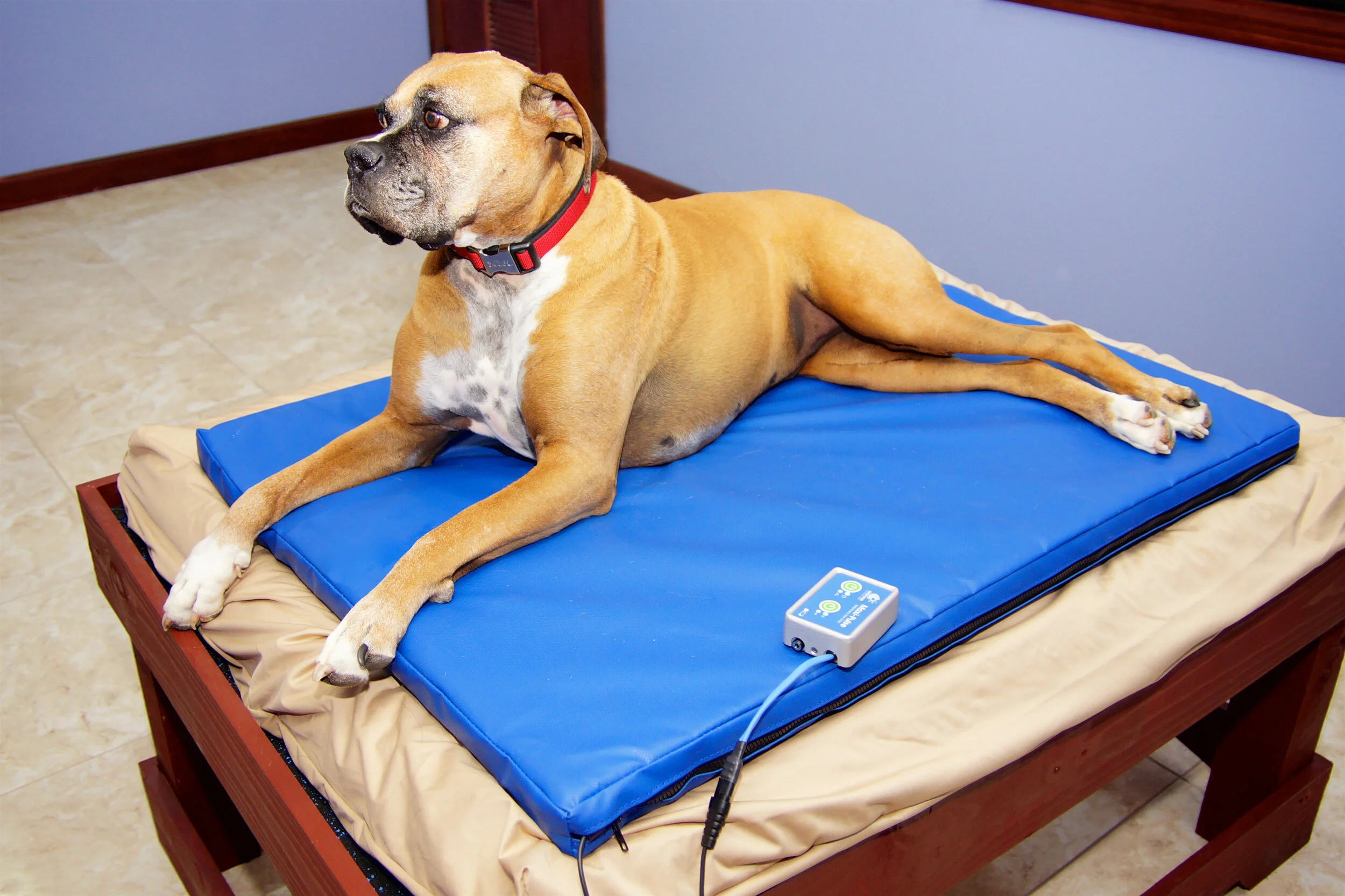 5 Tools to Help a Dog with a Torn CCL PEMF Therapy Beds