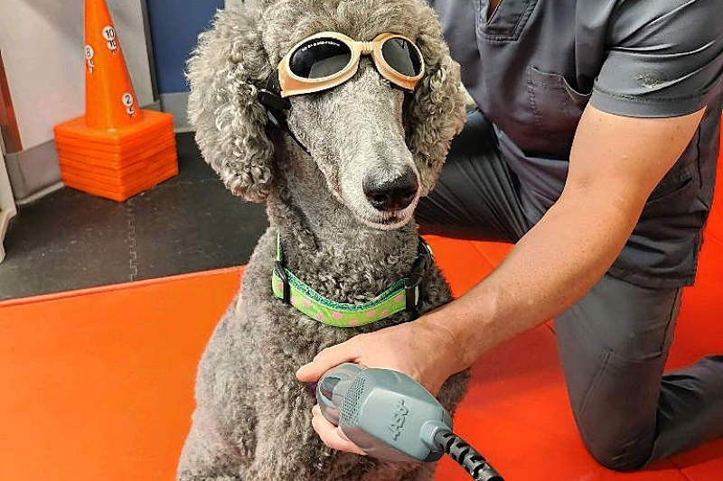 5 Tools to Help a Dog with a Torn CCL Structured Rehabilitation Programs