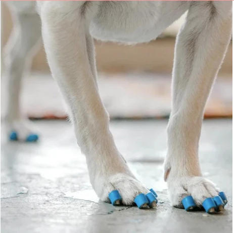 5 Tools to Help a Dog with a Torn CCL ToeGrips for Dogs