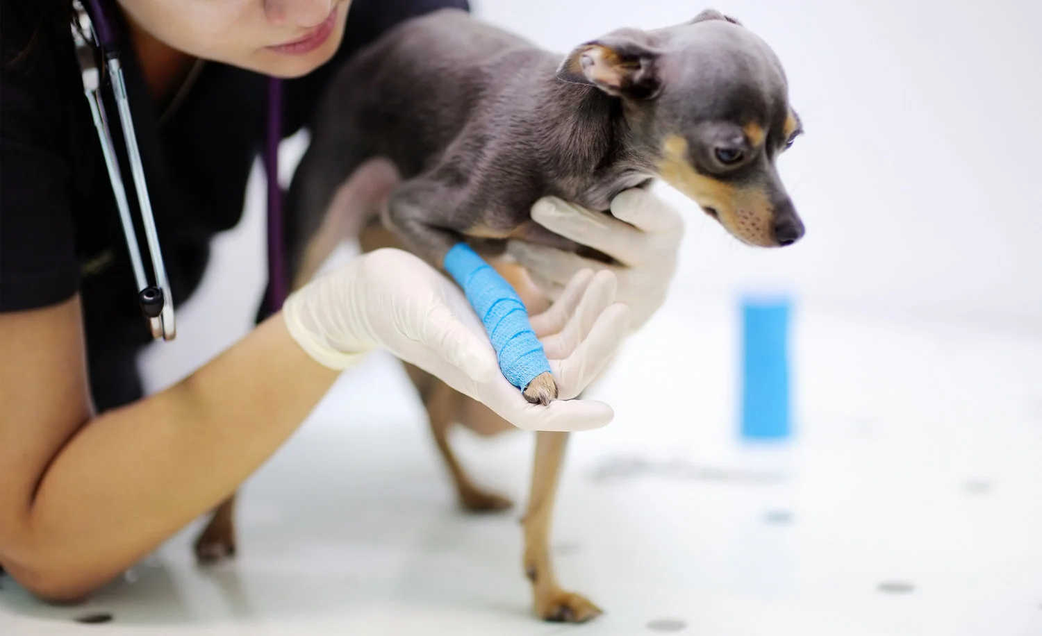 What Are Common Orthopedic Surgeries For Pets?