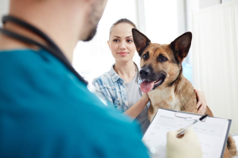 Dog Knee Surgery 2025: Evidence-Based Advice on Treatment and Recovery