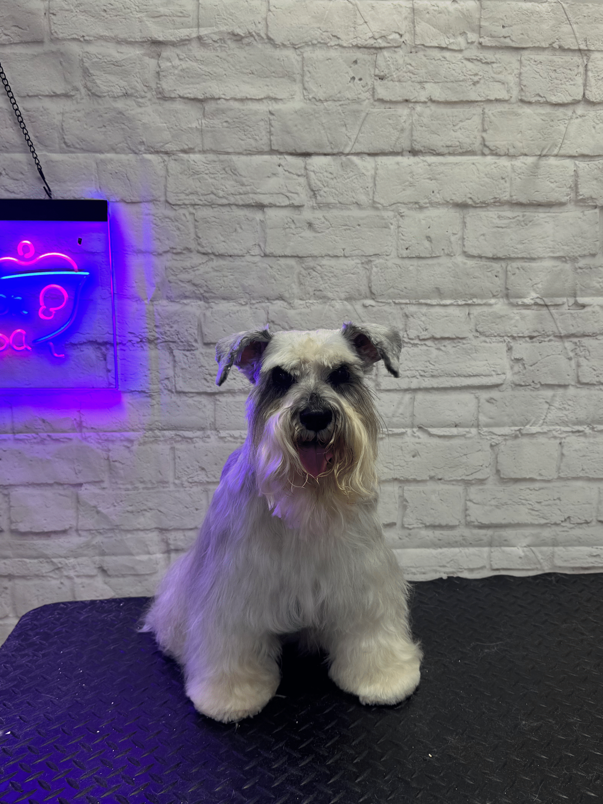 Purrfectly Pampered Paws Salon and Spa Purrfectly Pampered Paws Salon and Spa