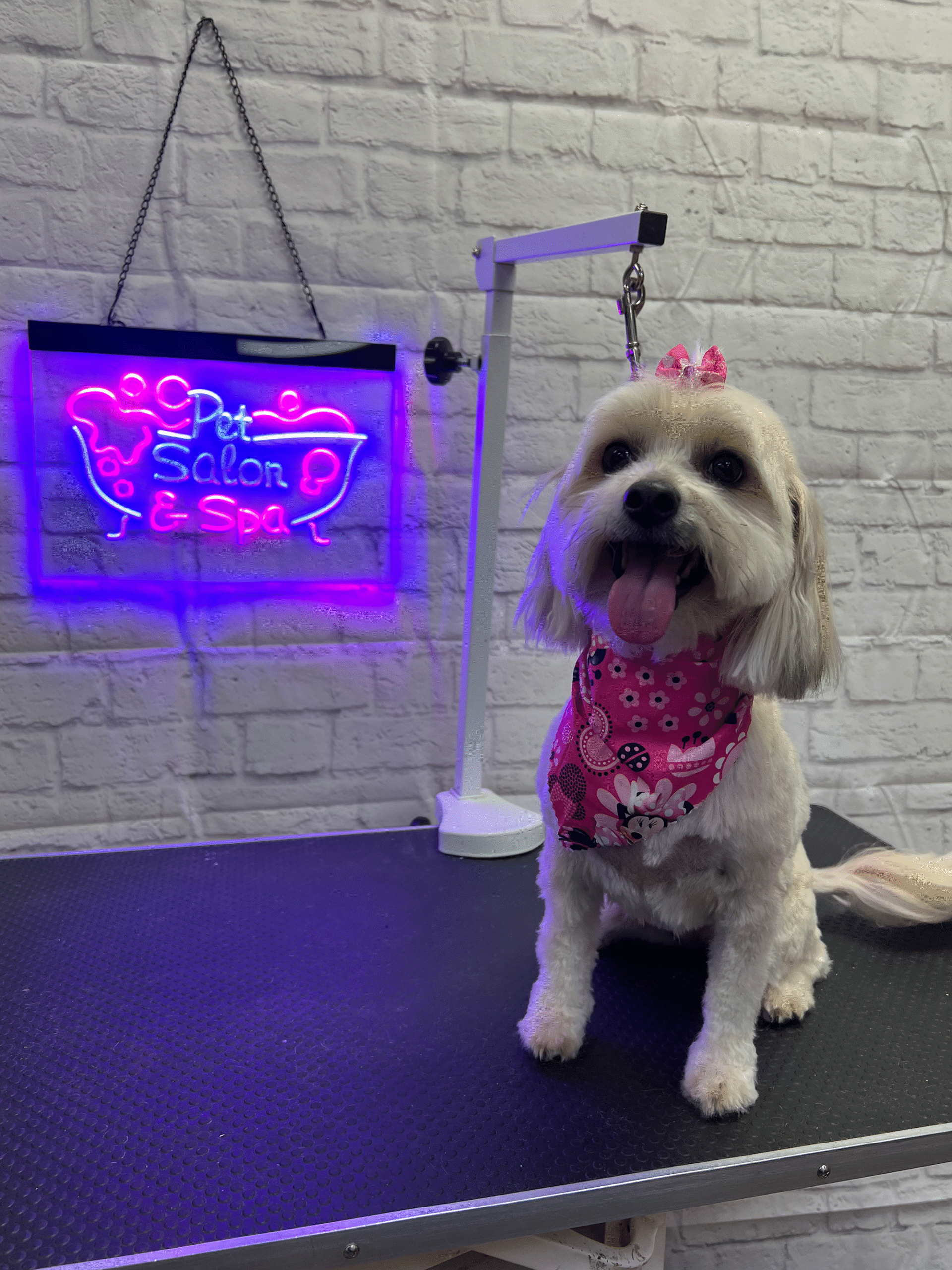 Purrfectly Pampered Paws Salon and Spa Purrfectly Pampered Paws Salon and Spa