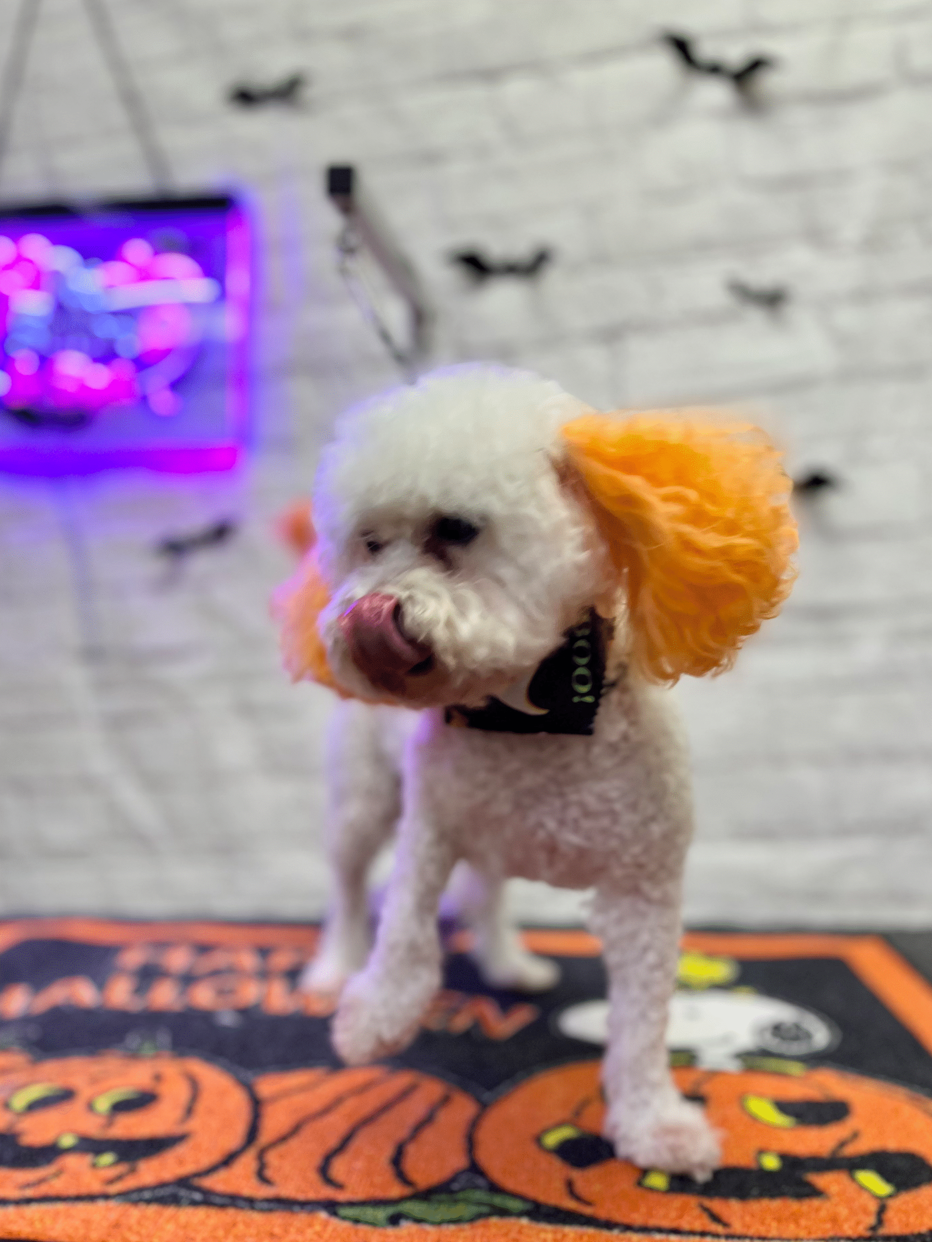 Purrfectly Pampered Paws Salon and Spa Purrfectly Pampered Paws Salon and Spa