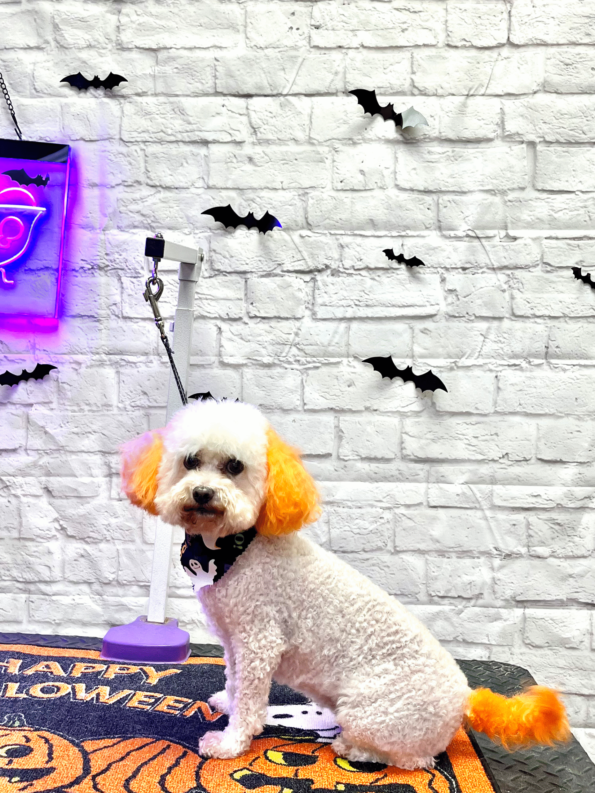 Purrfectly Pampered Paws Salon and Spa Purrfectly Pampered Paws Salon and Spa