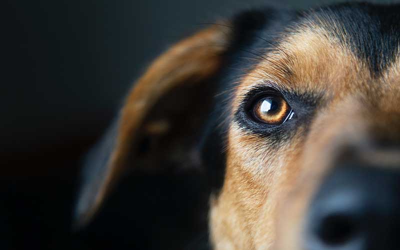 Is Cataract Surgery Worth It for Dogs Costs, Risks & Success Rates