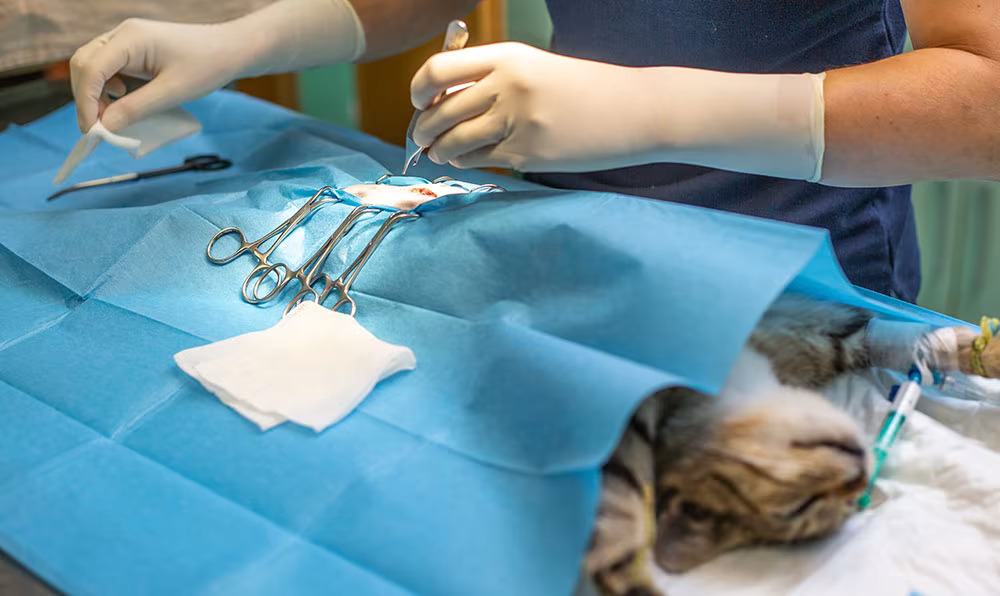 Orthopedic surgeries in pets