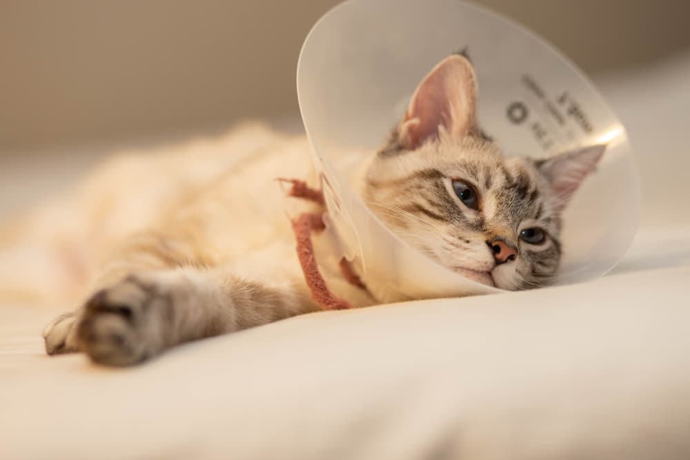 What Are The Signs That A Kitten Is In Pain After Being Spayed