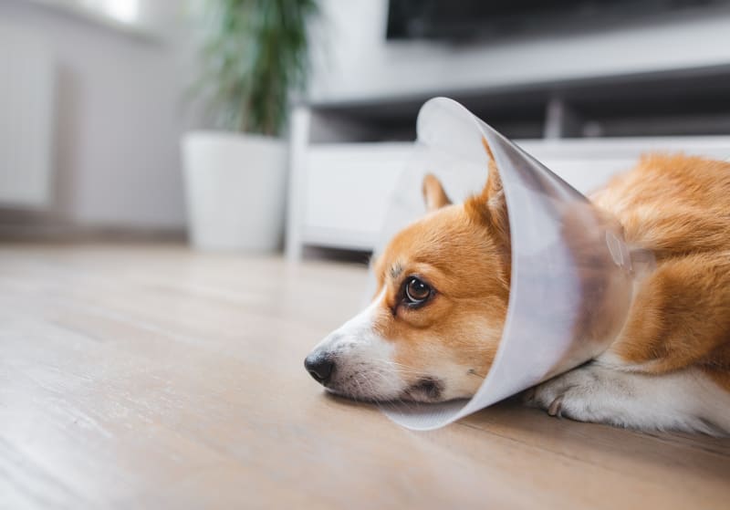 What Is the Purpose of Using Collars on Dogs After Surgery?