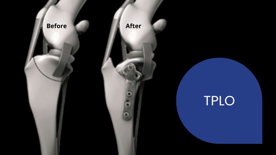 What Is the Success Rate for TPLO Surgery in Dogs?