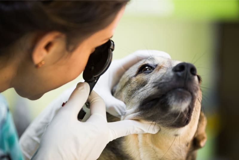 What to Expect When Your Dog or Cat Has Corneal Surgery?