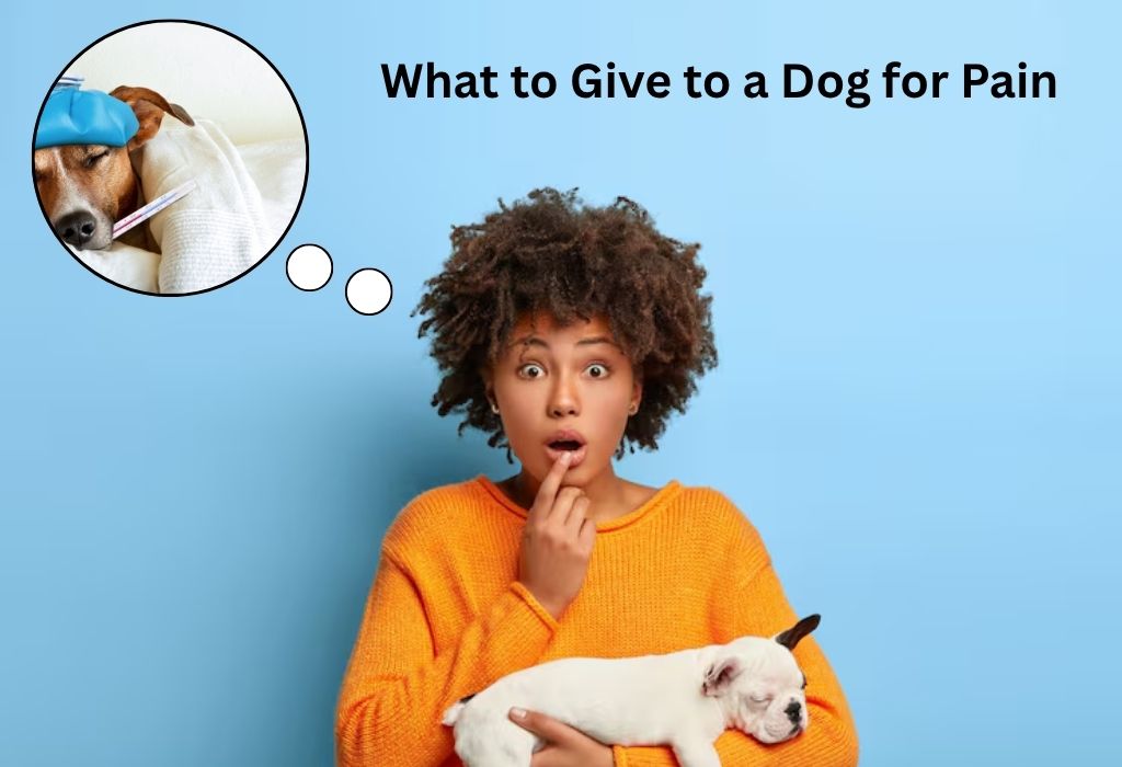 What to Give to a Dog for Pain