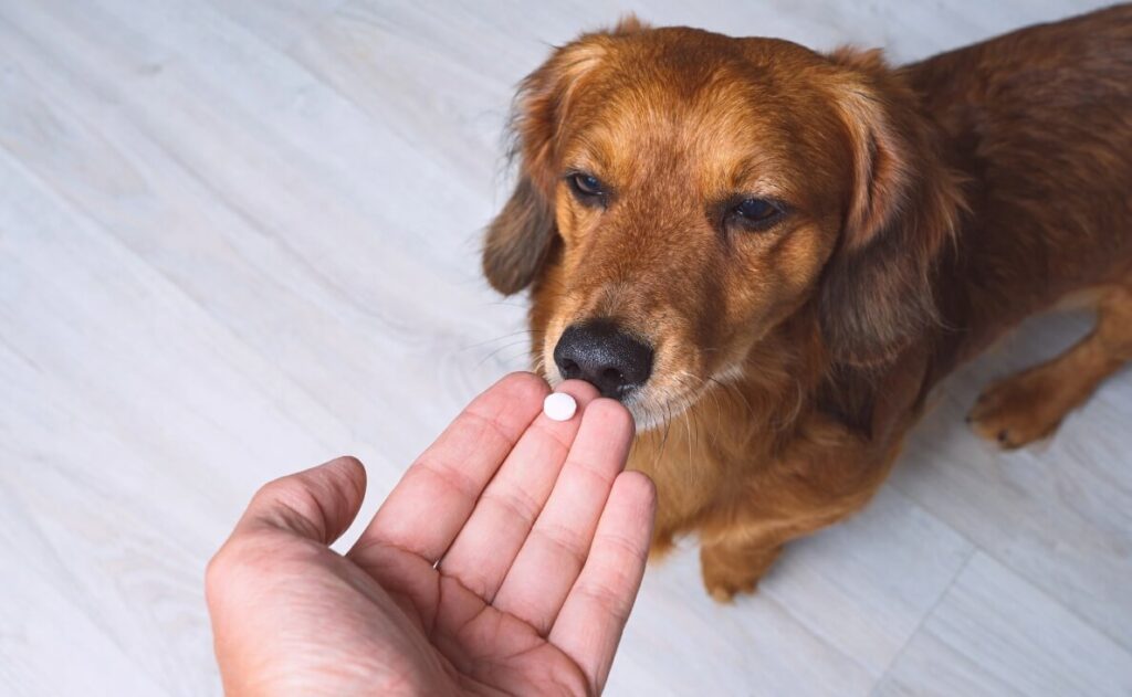Can I Give My Dog Aspirin For a Limp?