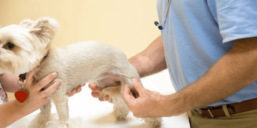 Dog Can’t Put Weight on Leg: What It Really Means Common Causes: Injuries, Joint Disease, and More