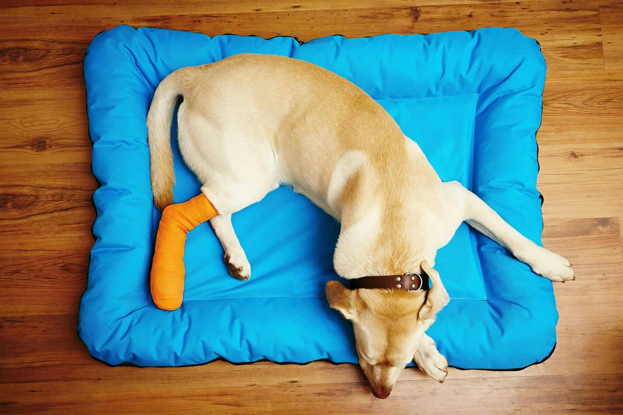 Dog Cant Put Weight On Back Leg