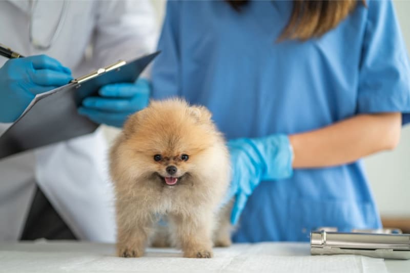 How a Pet Endoscope Helps Diagnosing & Treating Digestive Disorders