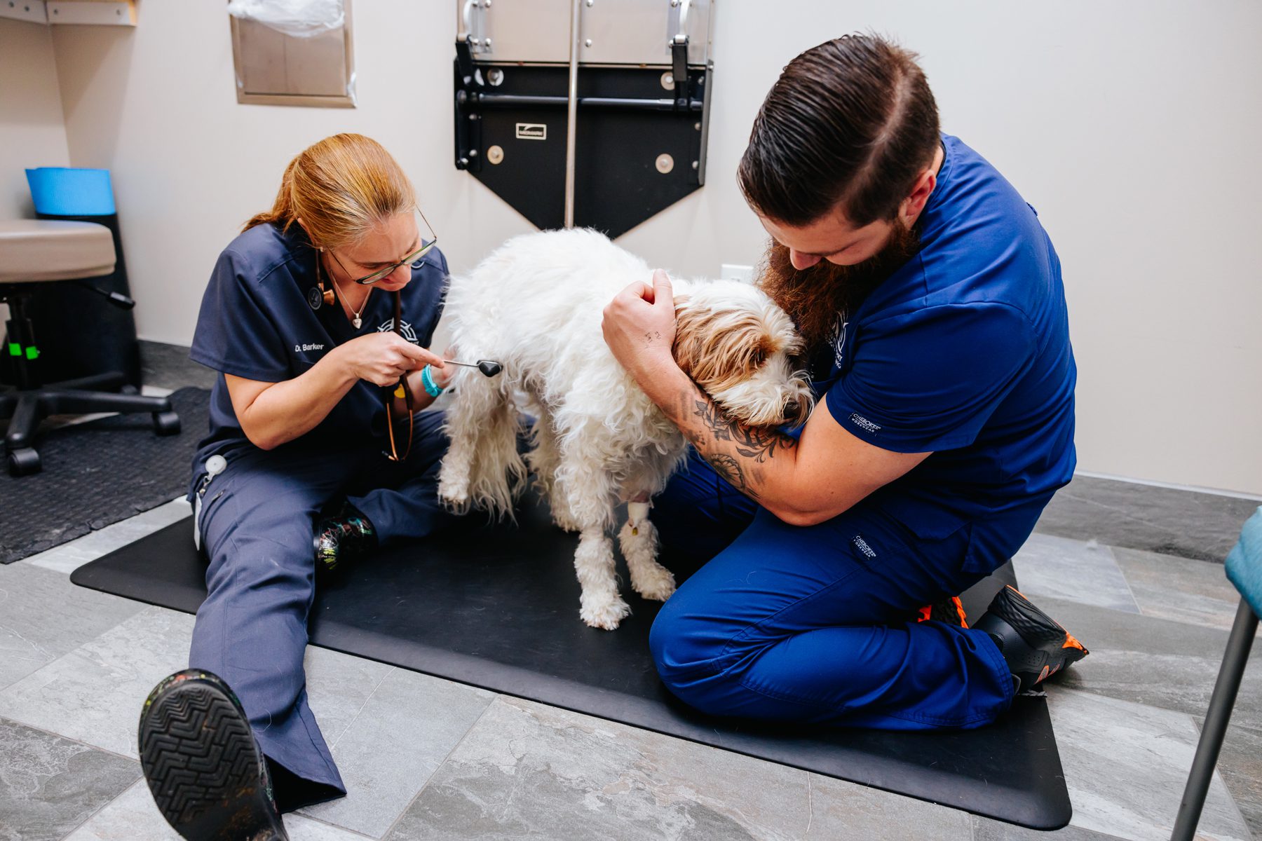 Dog Can’t Put Weight on Leg: What It Really Means When Limping Develops Gradually: Chronic Conditions & Degeneration