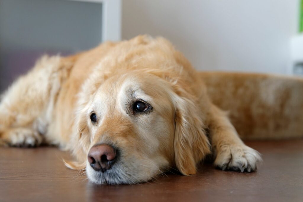 When to Take Your Dog to the Vet: 10 Warning Signs You Shouldn’t Ignore
