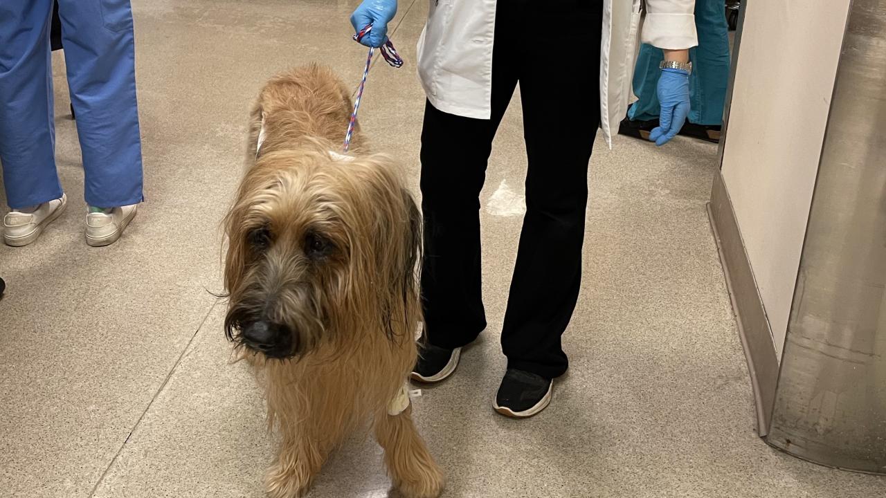 Which Bladder Stones Dissolve & Which Require Surgery? Vet Breakdown