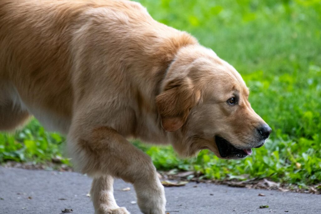 Why Is My Dog Limping? Early Signs of ACL Injury Explained